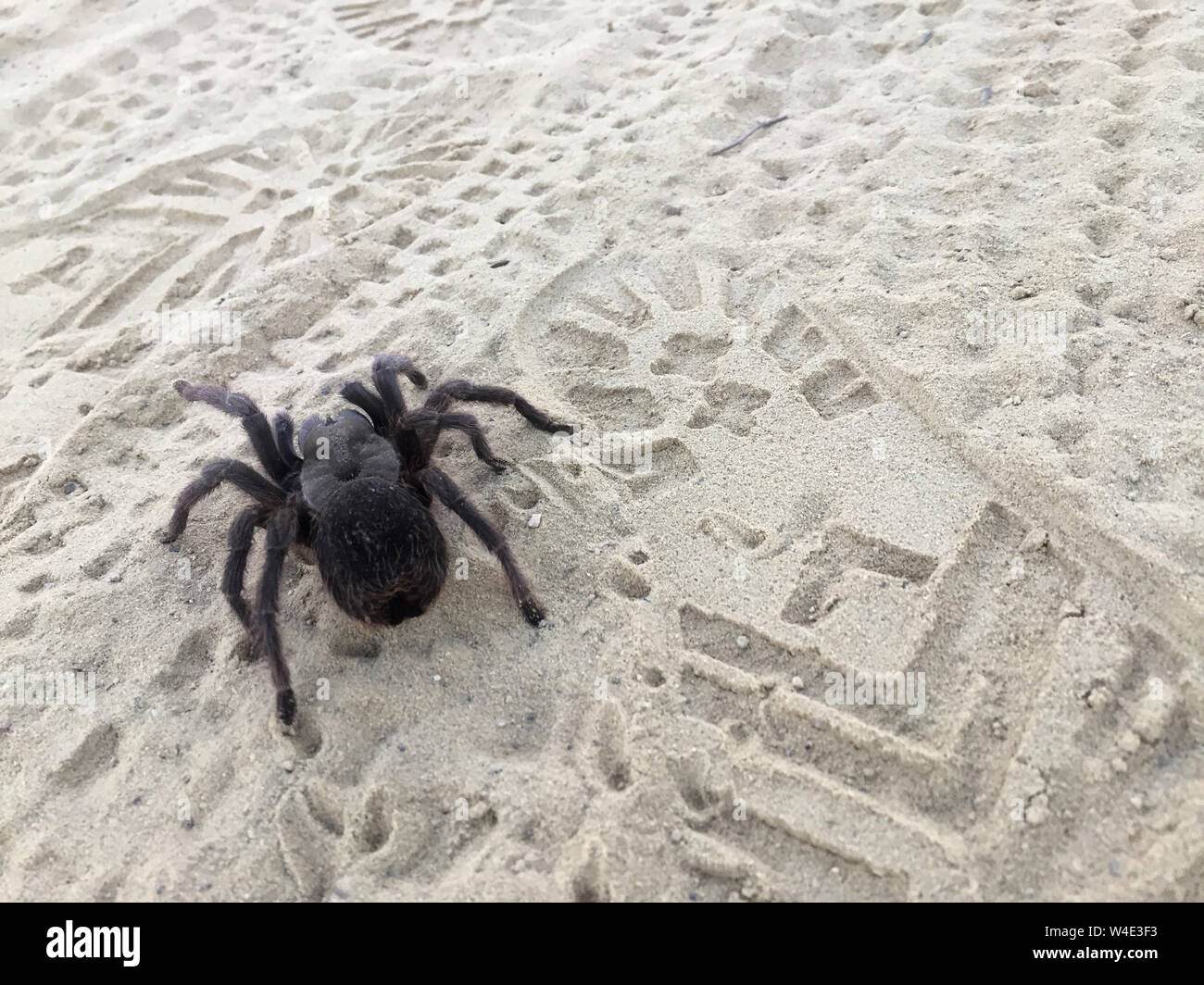 July 8, 2019, Laguna Beach, California, USA: A Western Desert Tarantula (Aphonopelma chalcodes) on a sandy trail in Laguna Wilderness. Tarantulas are nocturnal predators that never venture far from their burrows unless it is mating season. In winter they plug their burrows with soil, rocks, and silk and survive in a relatively inactive state. During this time the animals live off stored fat reserves. Tarantulas have an interesting defensive capability in addition to venom. Some of the hairs on the top of the abdomen are specialized for defense. These urticating hairs, as they are called, are t Stock Photo