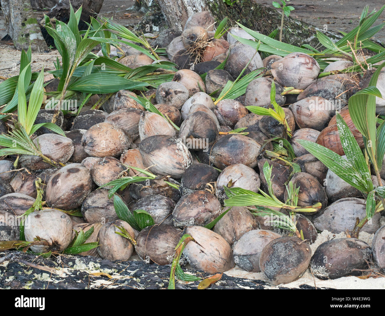 Fallen coconuts on beach hires stock photography and images Alamy
