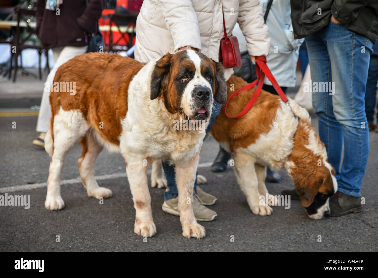 large saint bernard