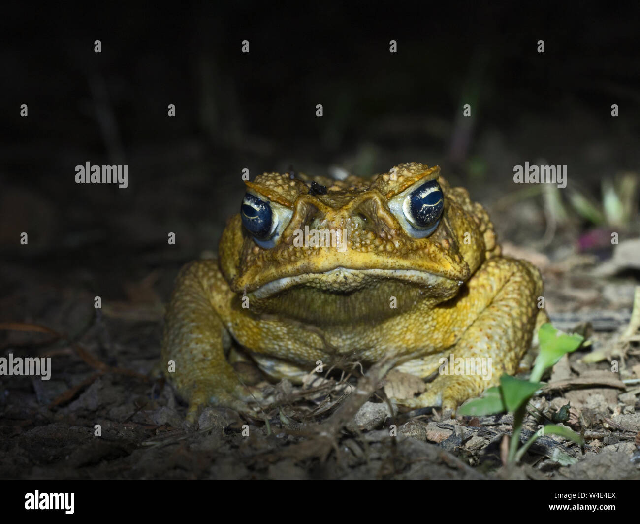 Cane Toad Rhinella marina Makira Island, Solomon Islands, South Pacific.  Introduced to Makira and now a major threat to native wildlife the toads hav Stock Photo