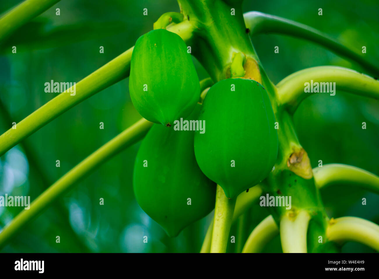 Pepe or Carica papaya L. Clean and green HD Image Stock Photo
