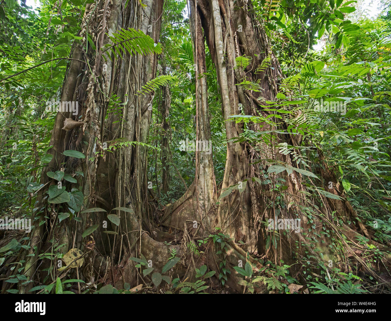 Strangler Fig growing up large emnergent tree in rainforest at Nara, Makira Island, Solomon Islands, South Pacific Stock Photo