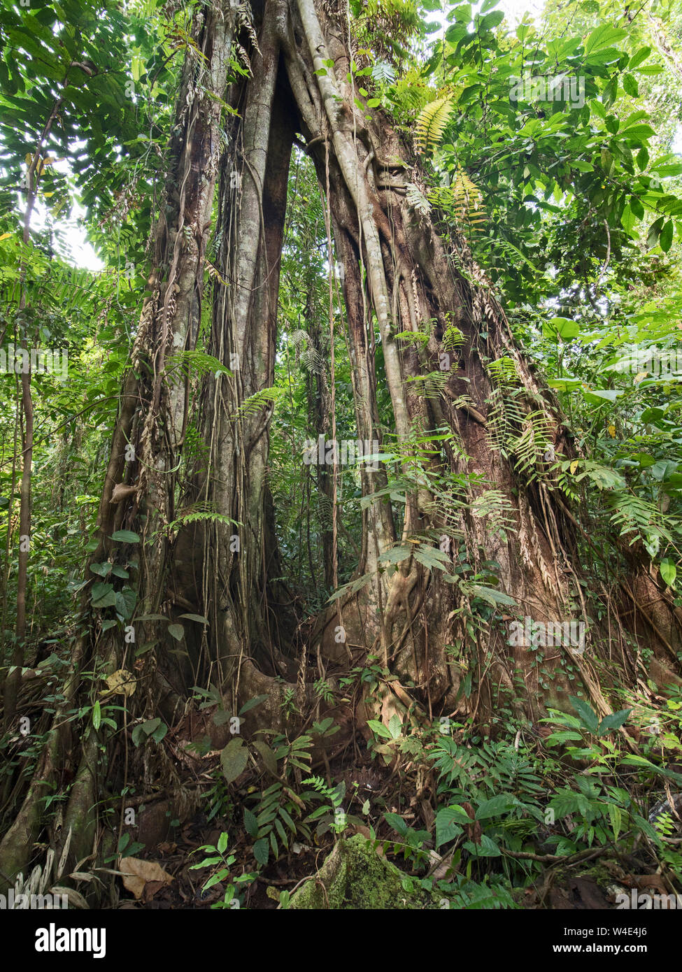 Strangler Fig growing up large emnergent tree in rainforest at Nara, Makira Island, Solomon Islands, South Pacific Stock Photo