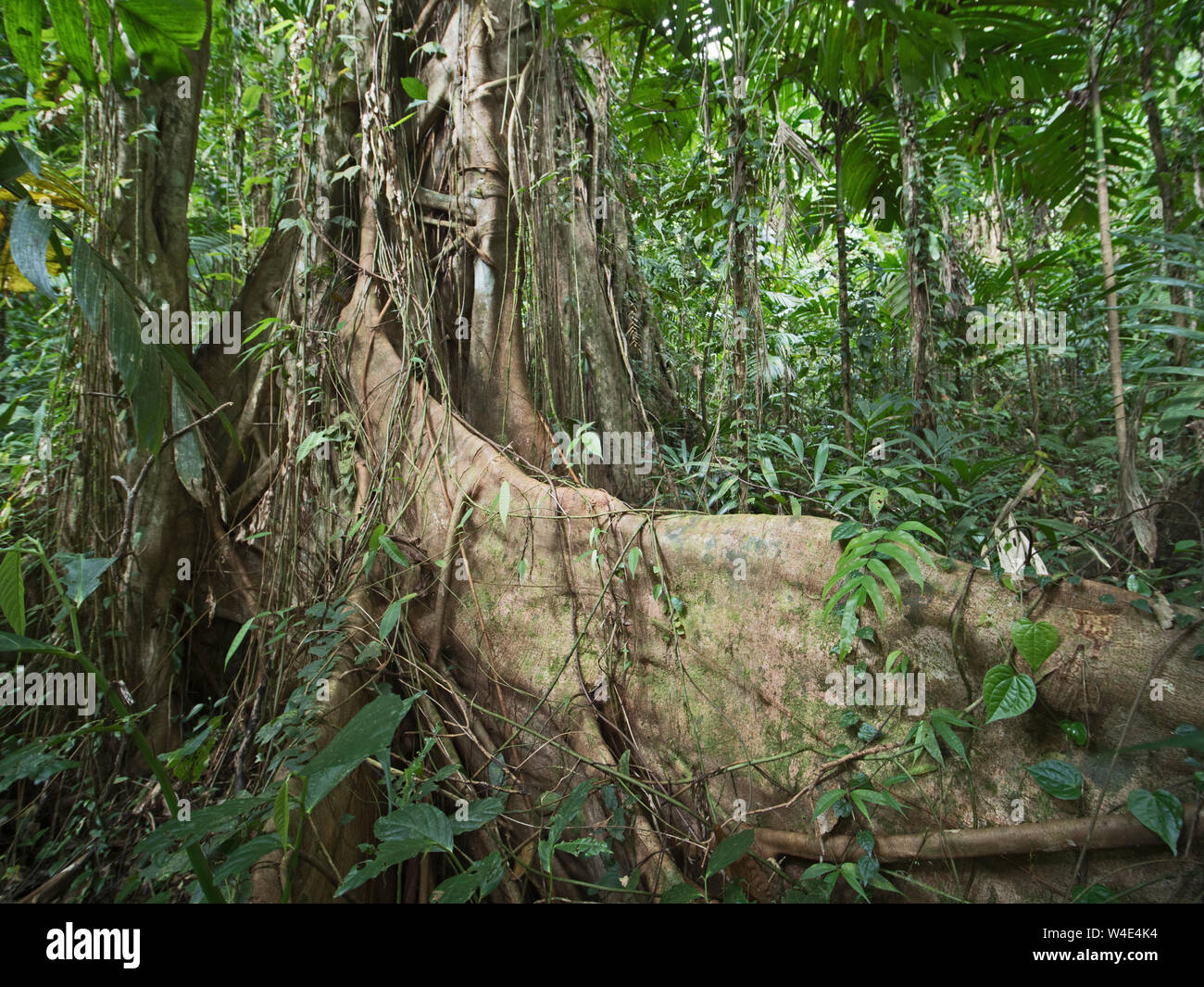 Strangler Fig growing up large emnergent tree in rainforest at Nara, Makira Island, Solomon Islands, South Pacific Stock Photo