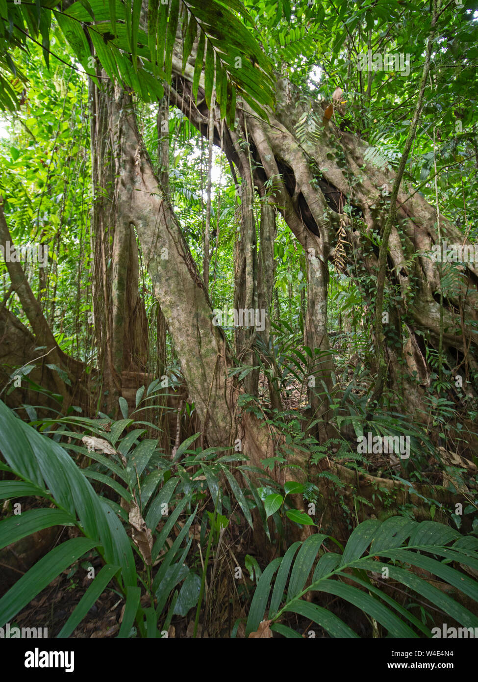 Strangler Fig growing up large emnergent tree in rainforest at Nara, Makira Island, Solomon Islands, South Pacific Stock Photo