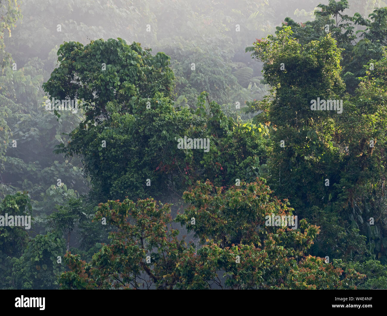 Primary tropical rainforest near Nara Makira (San Cristobal) Solomon Islands South Pacific Stock Photo