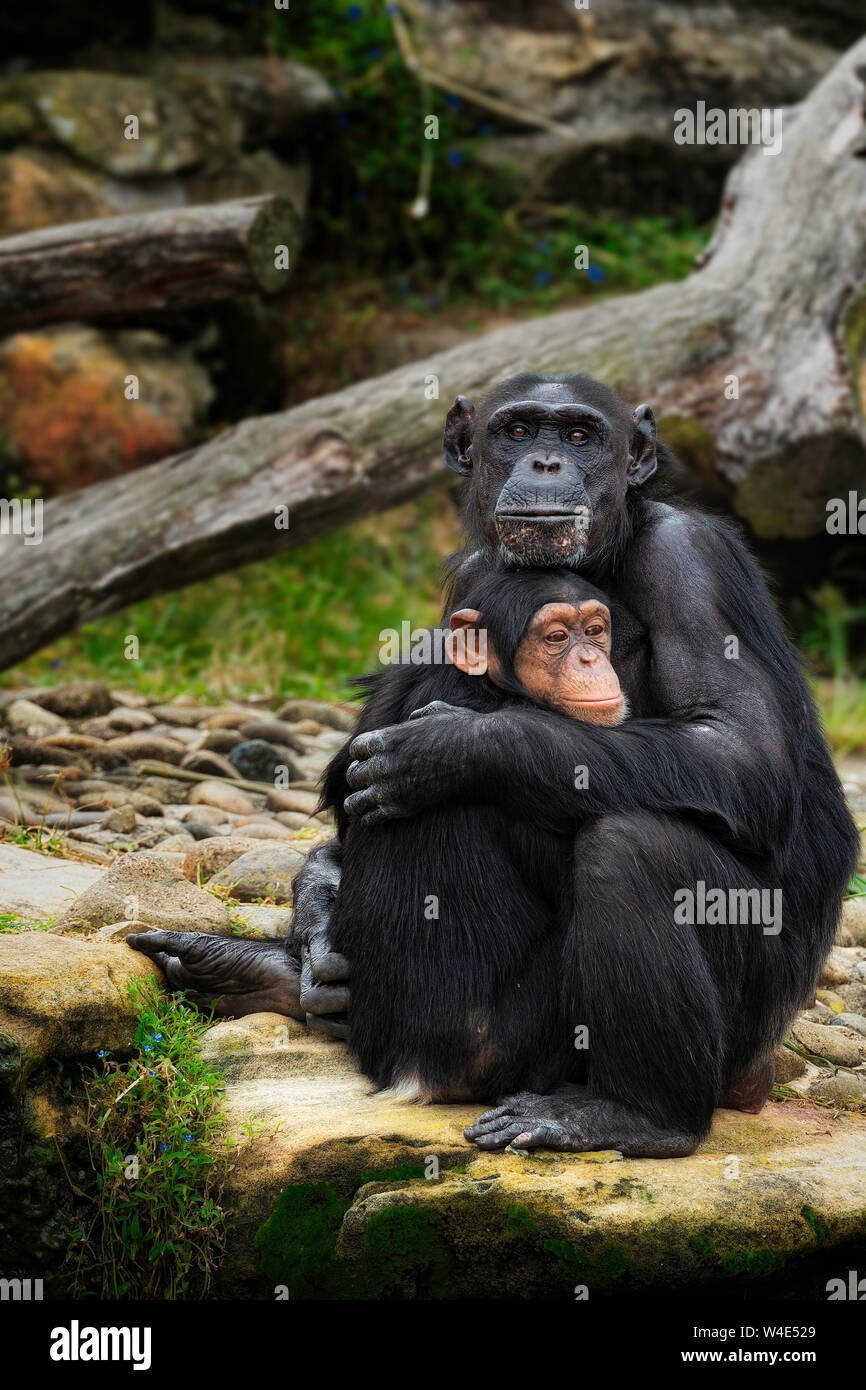 Looking after a youngster in the Chimpanzee troop at Taronga Zoo Stock Photo