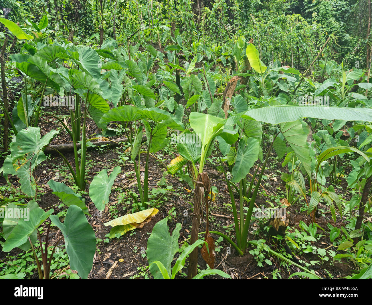 Forest garden where fruit and vegetables are grown including kumara, taro, bananas, spring onions etc Nara, Makira Island, Solomon Islands, South Paci Stock Photo