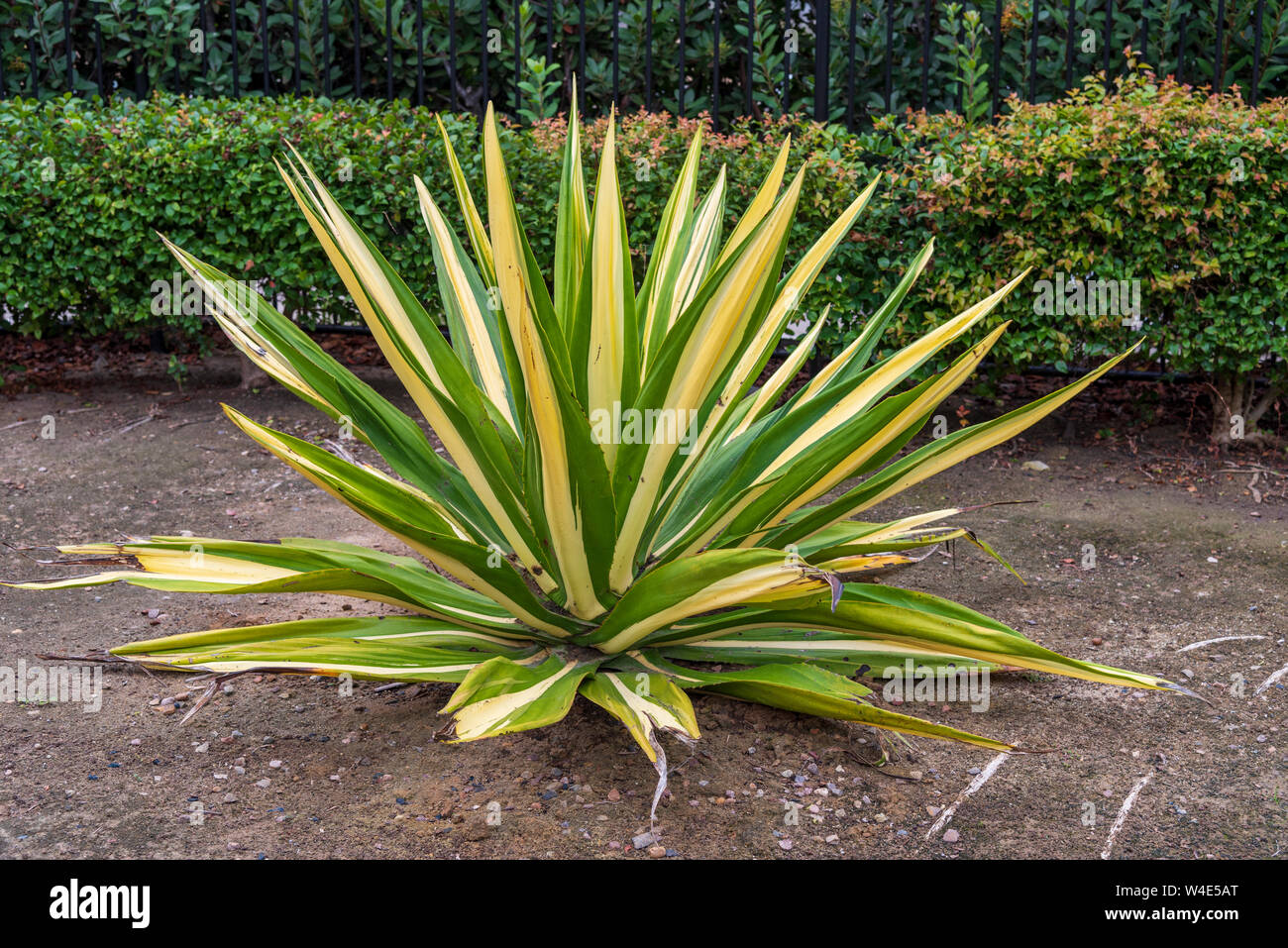 Yucca plant with long gene and yellow leaves with hedge background. Stock Photo