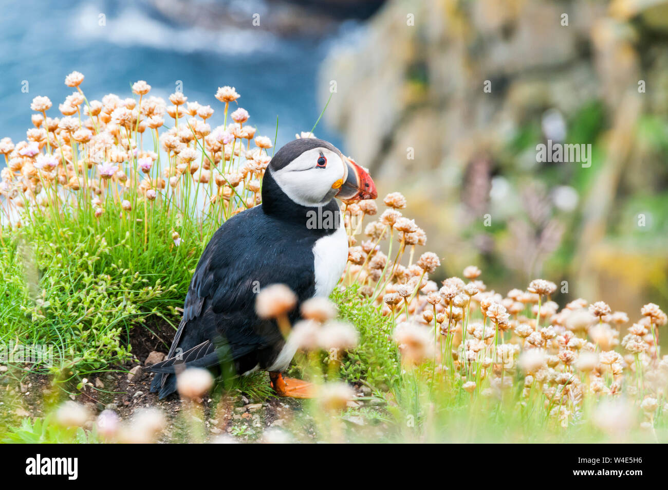 An Atlantic puffin, Fratercula arctica, standing among the sea thrift, Armeria maritima, on the cliffs at RSPB Sumburgh Head in Shetland. Stock Photo