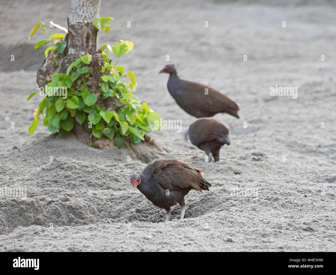 Melanesian Megapodes Megapodius eremita at nesting ground Savo Island
