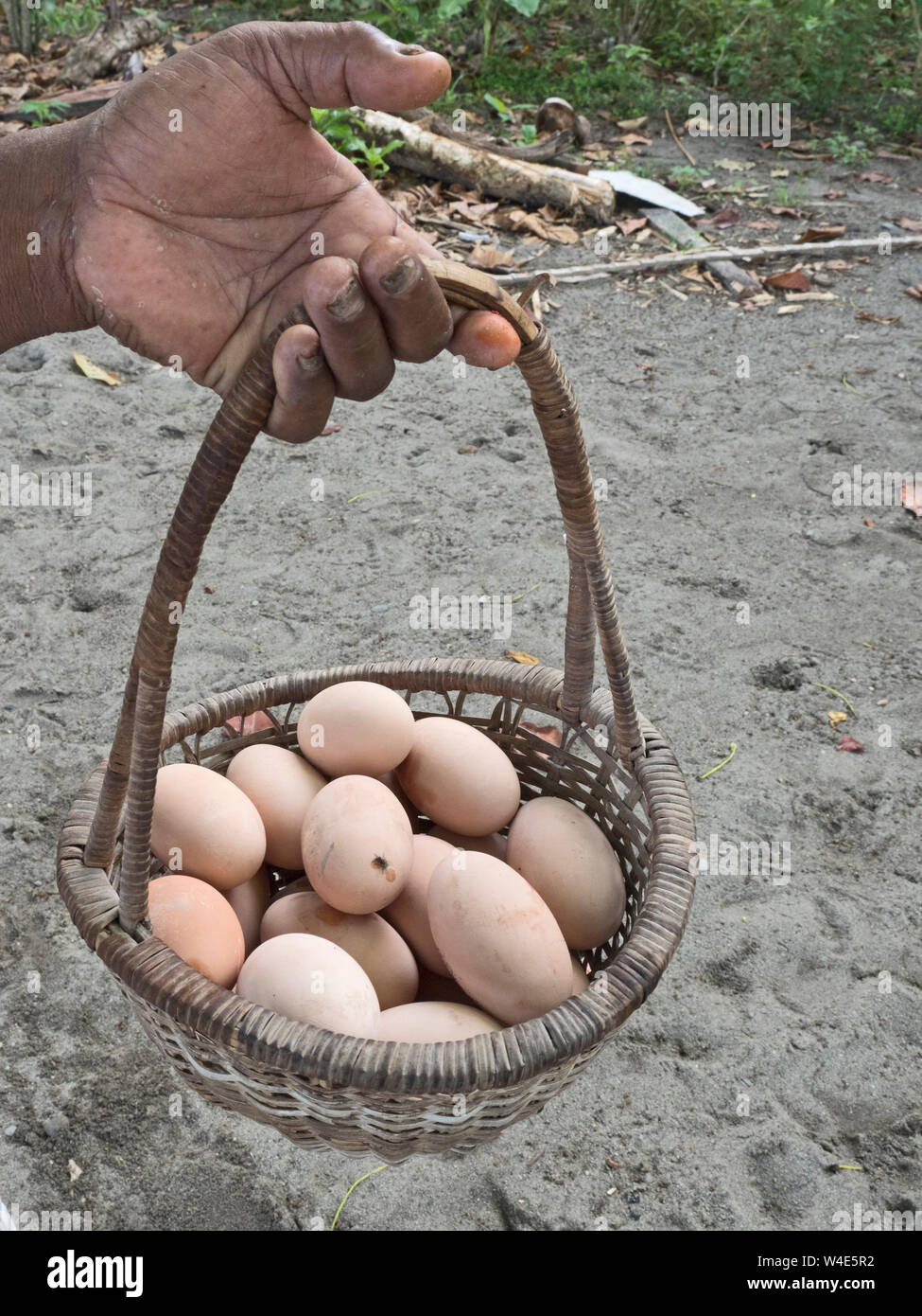 Megapode eggs harvested from nesting ground of Melanesian Megapode Megapodius eremita  Savo Island, Solomon Islands, South Pacific Stock Photo