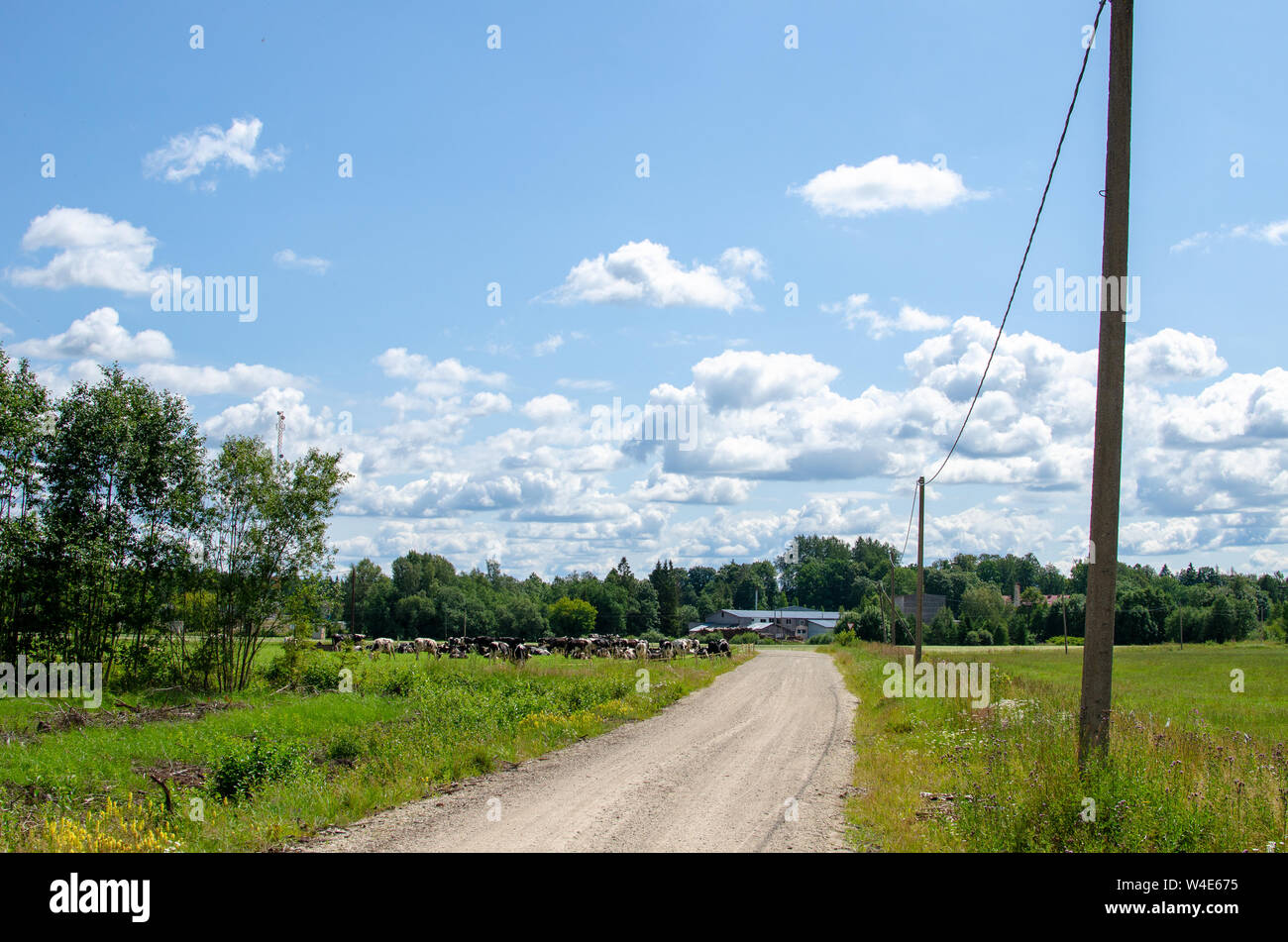 A countryside road in with views of cows and agricultural fields in Jarvamaa, Estonia Stock Photo