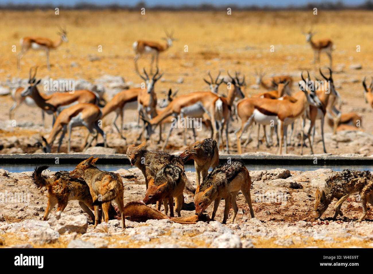 Jackals feasting on a recently killed springbok anthelope at ...