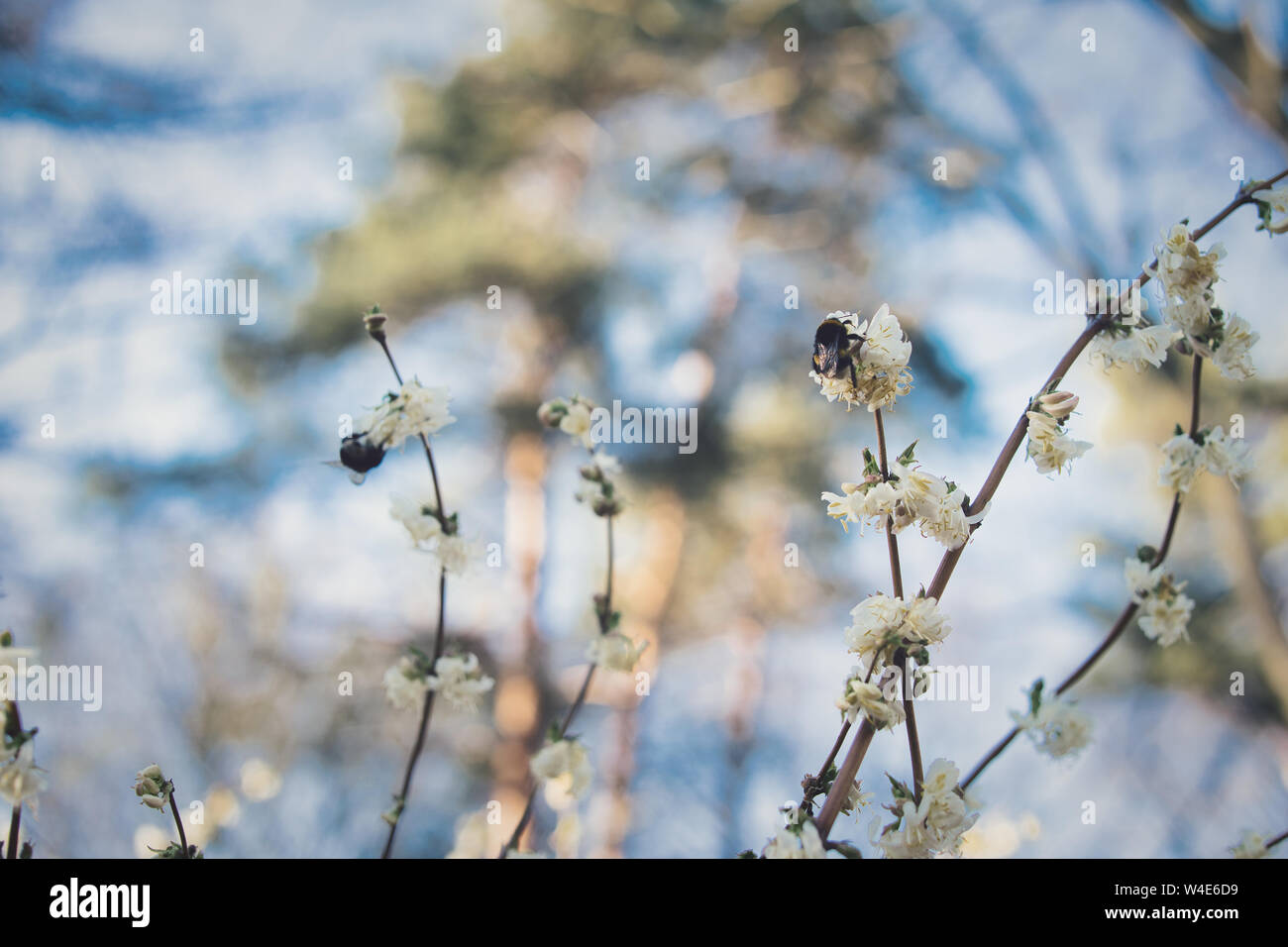 Happy Bumblebees On Flowers In Springtime Stock Photo