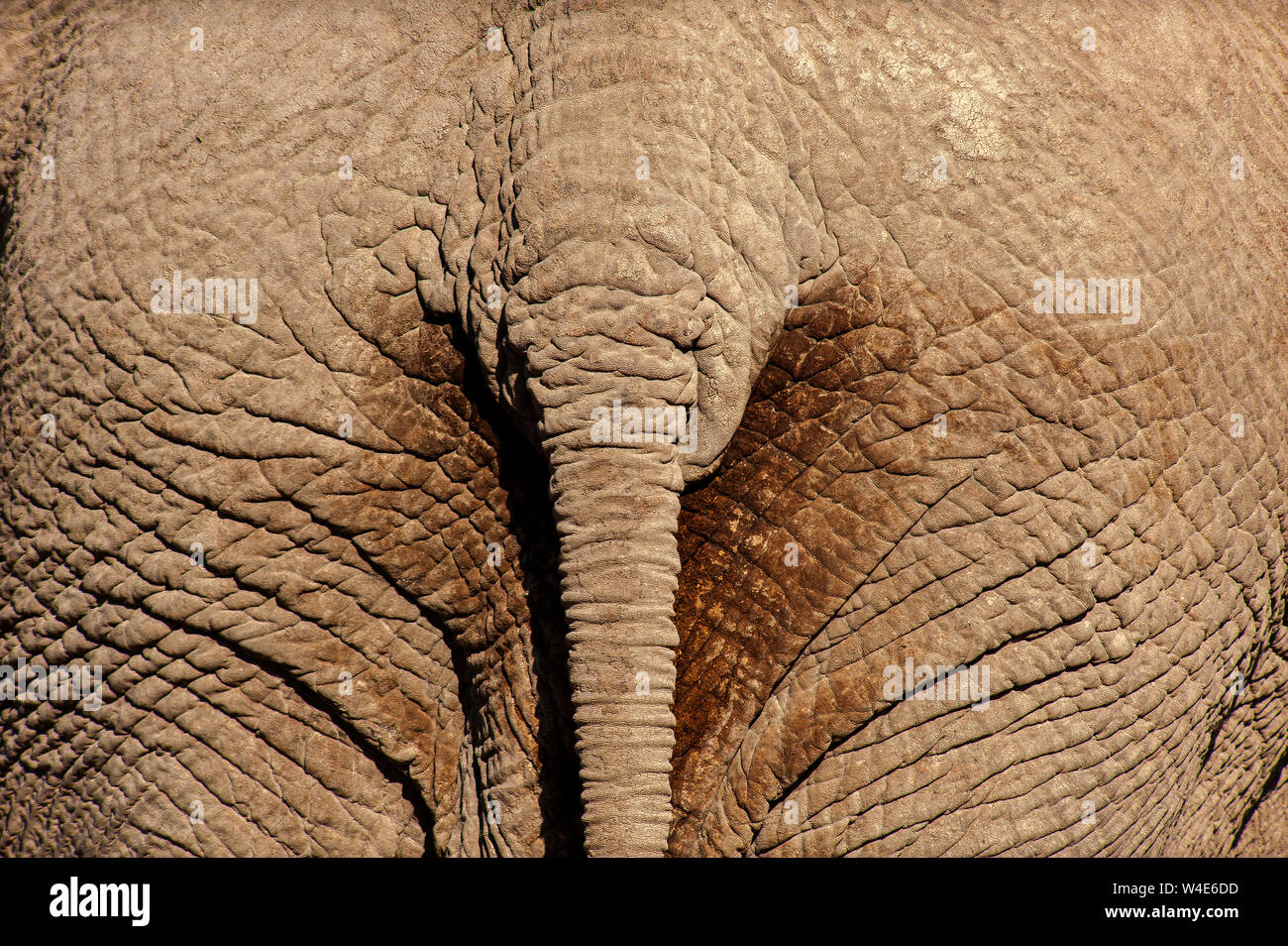 Close up of an elephant tail and botton, Okaukuejo waterhole, Etosha National Park, Namibia Stock Photo