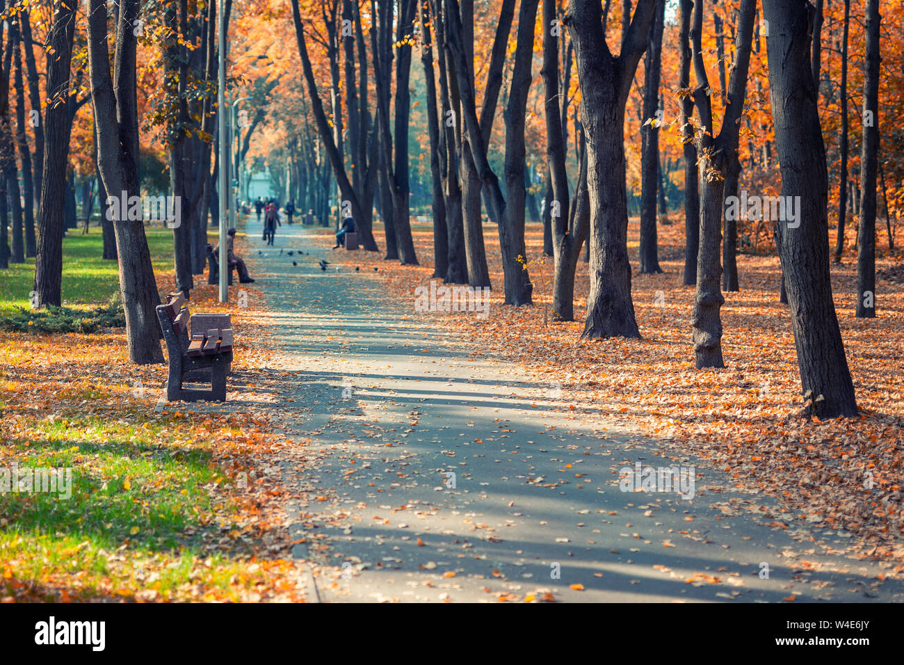 Beautiful scenic early autumn alley with benches between trees and ...