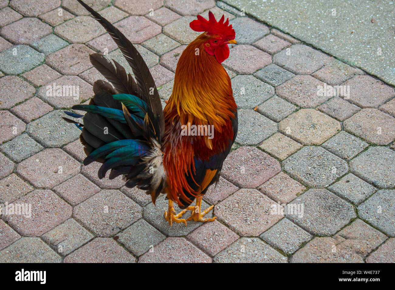 Cuban rooster hi-res stock photography and images - Page 2 ...