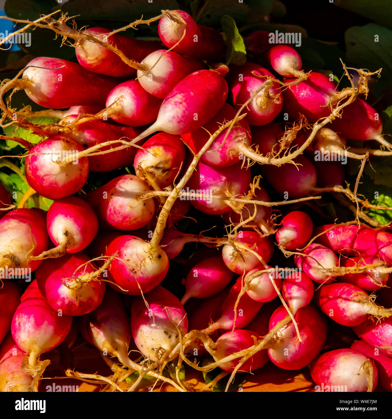 Fresh picked bunch of red radishes on table for sale Stock Photo