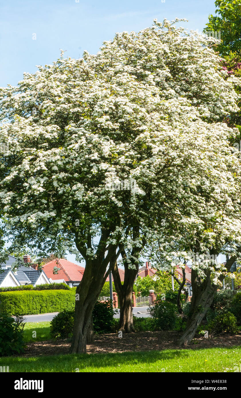 Crataegus monogyna Common Hawthorn in full flower in spring  A deciduous tree that has dense growth and is covered in sharp thorns  Ideal for hedges Stock Photo