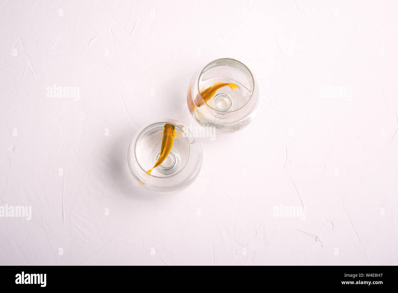 Two golden fish. Aquarium fish swim in glasses for wine. Pets. The concept of relationships, divorce, distance. Buying and selling fish Stock Photo