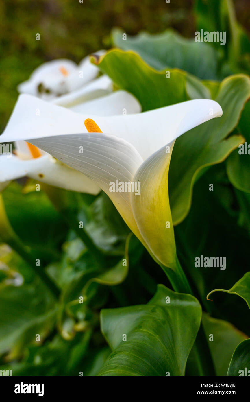 Calla Lilly Valley in Big Sur along California coast Stock Photo Alamy