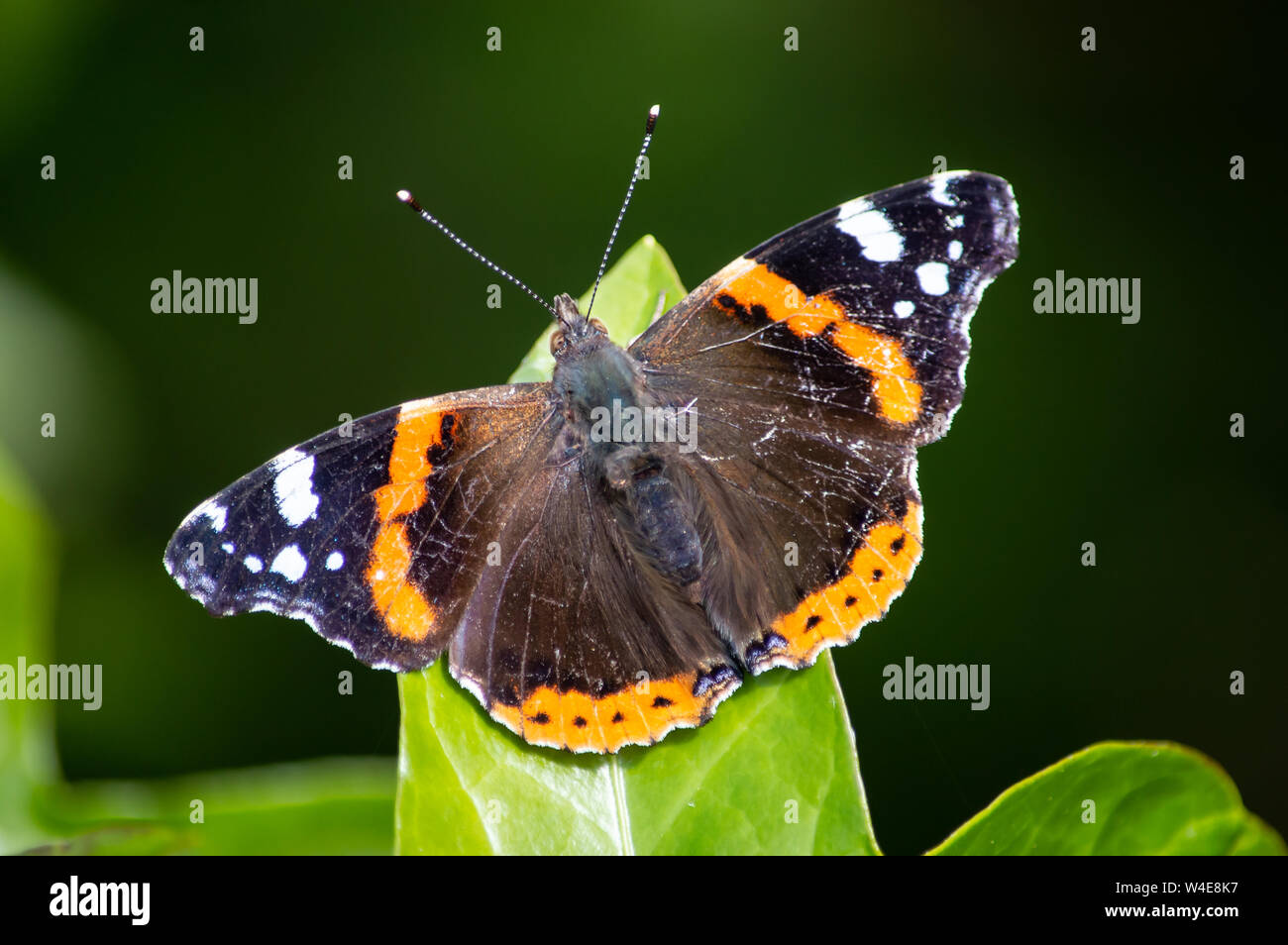 Red Admiral butterfly on an ivy leaf Stock Photo