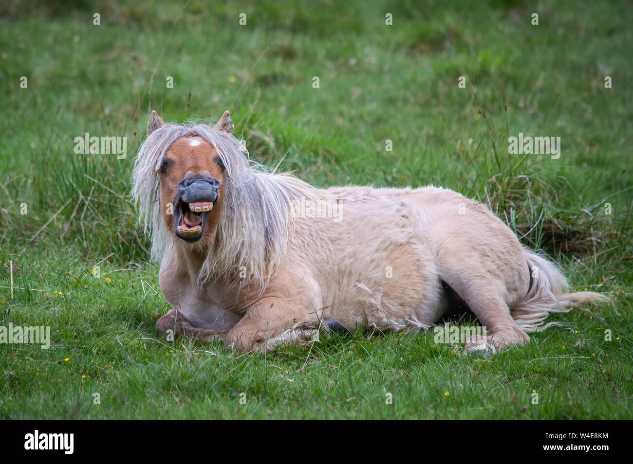 Wild pony having a laugh Stock Photo