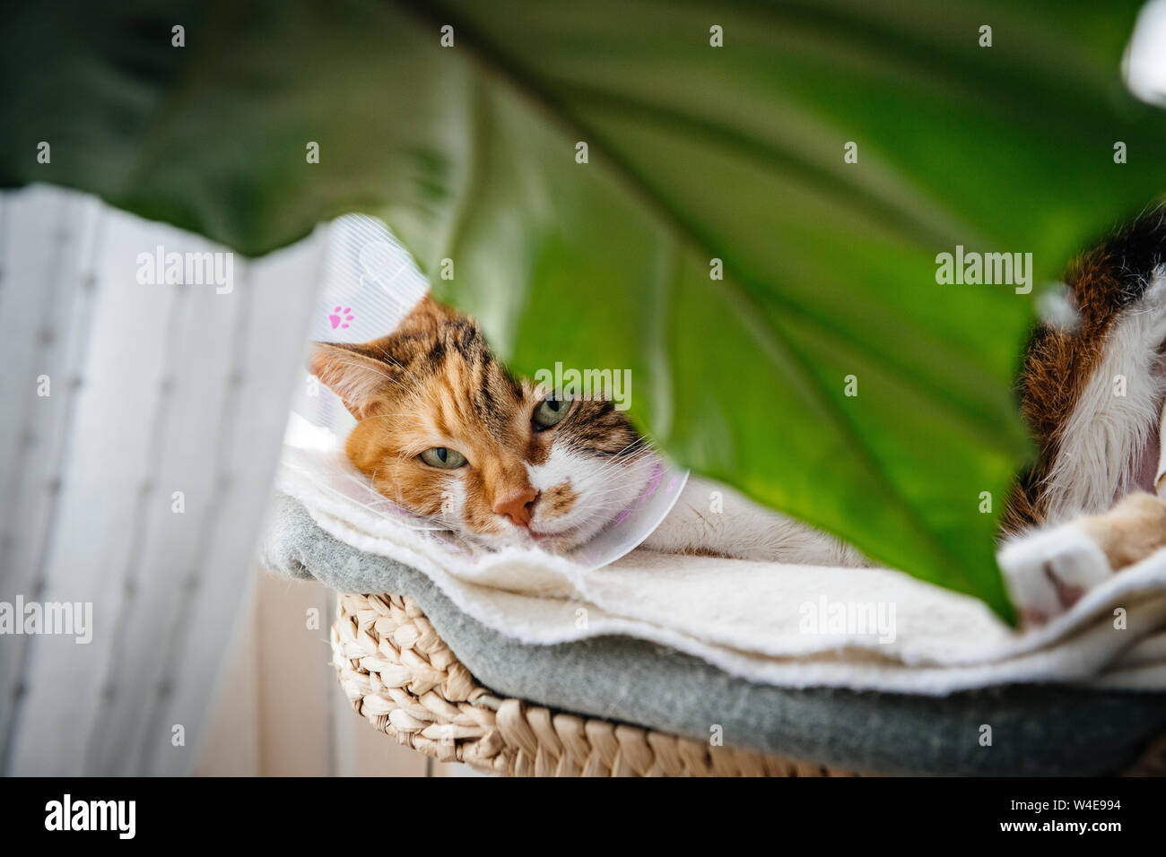 Beautiful cute cat pet wearing cone of shame elizabethan after surgery