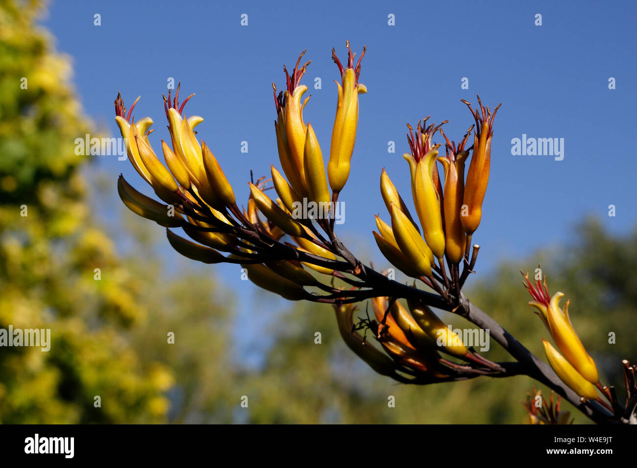 Flower pods on stem, branch of shrub plant. Phormium colensoi, New Zealand Mountain Flax Stock Photo