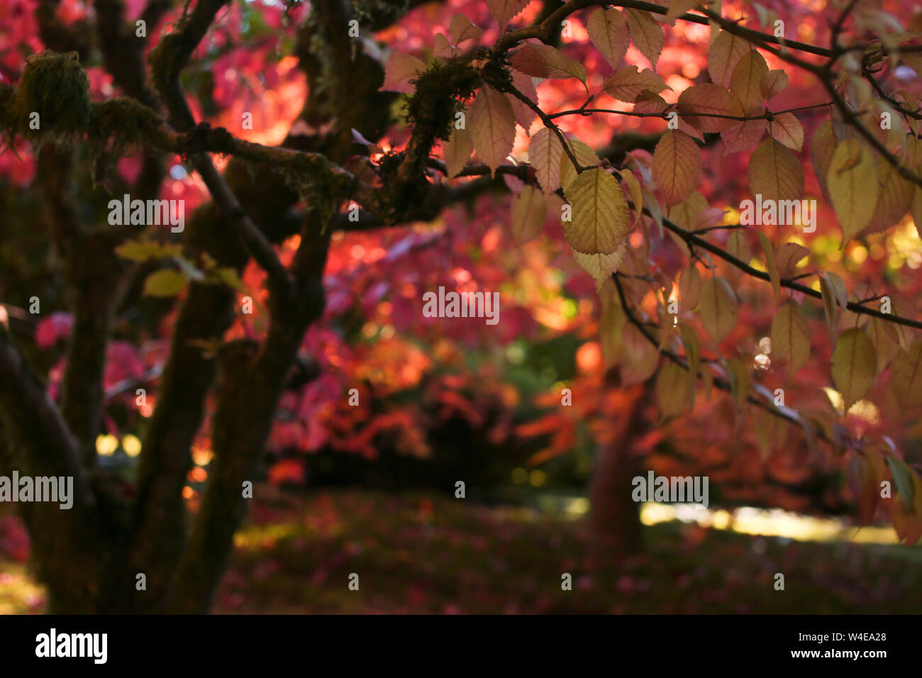  Waterfall japanese gardens portland hi-res stock photography and images Bildidee 
