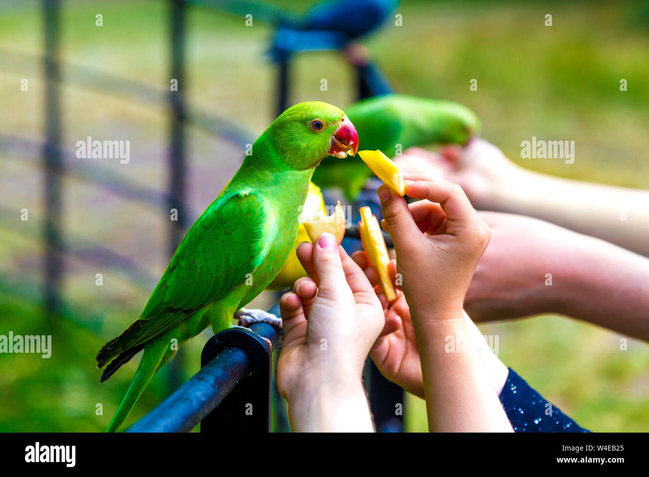 Parakeets being fed fruit in Hyde Park, London, UK Stock Photo