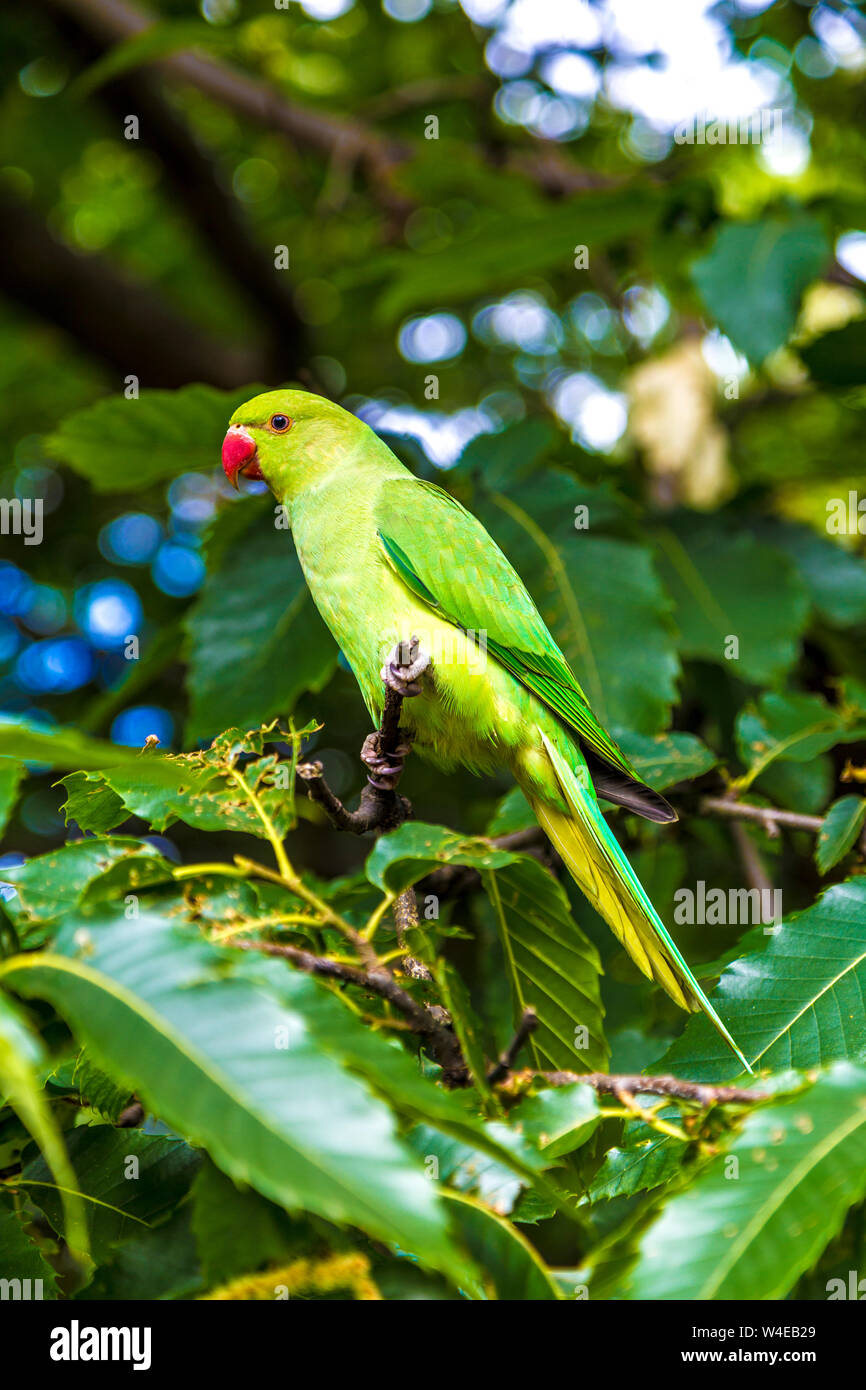 Parakeet sitting in a tree in Hyde Park, London, UK Stock Photo