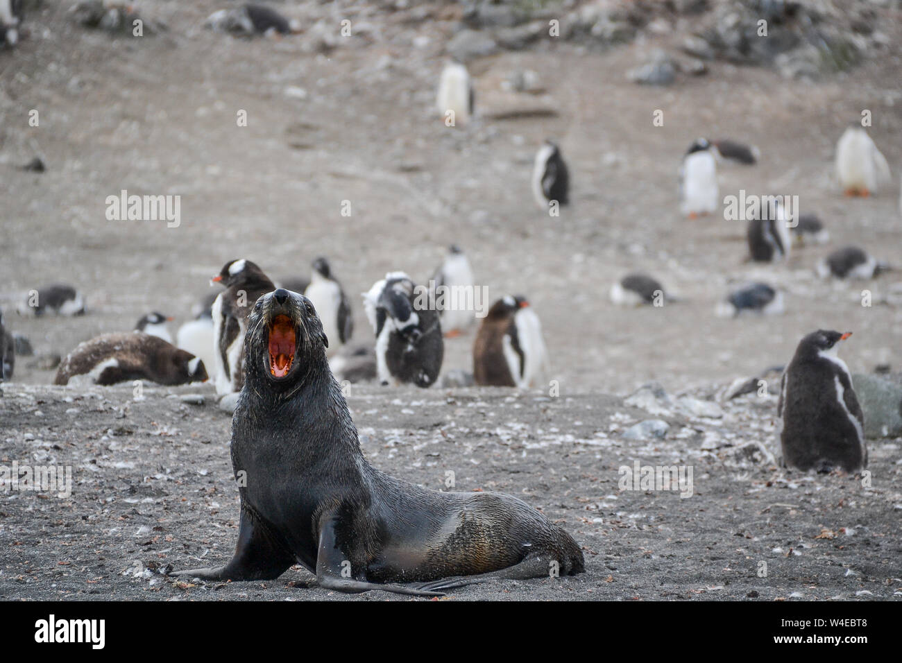 Sea lion roaring amongst penguins Stock Photo - Alamy