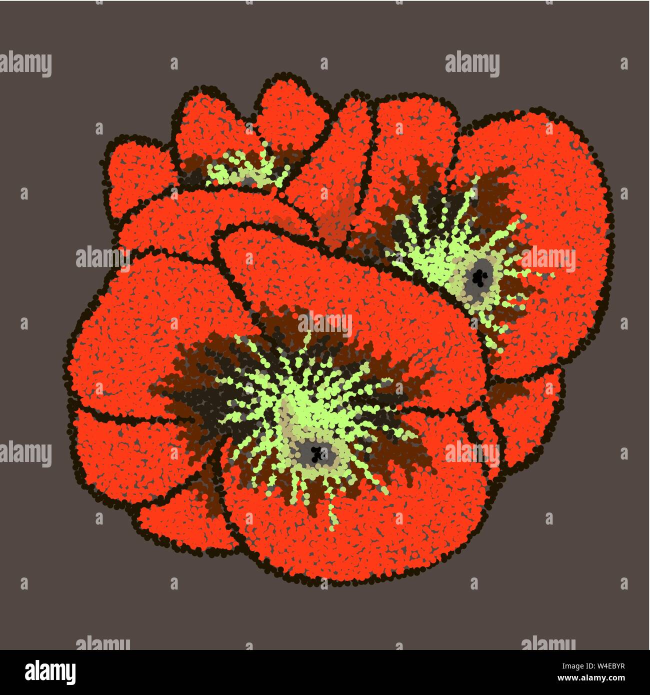 Vector bud of red poppy. Poppy vector illustration Stock Vector Image ...