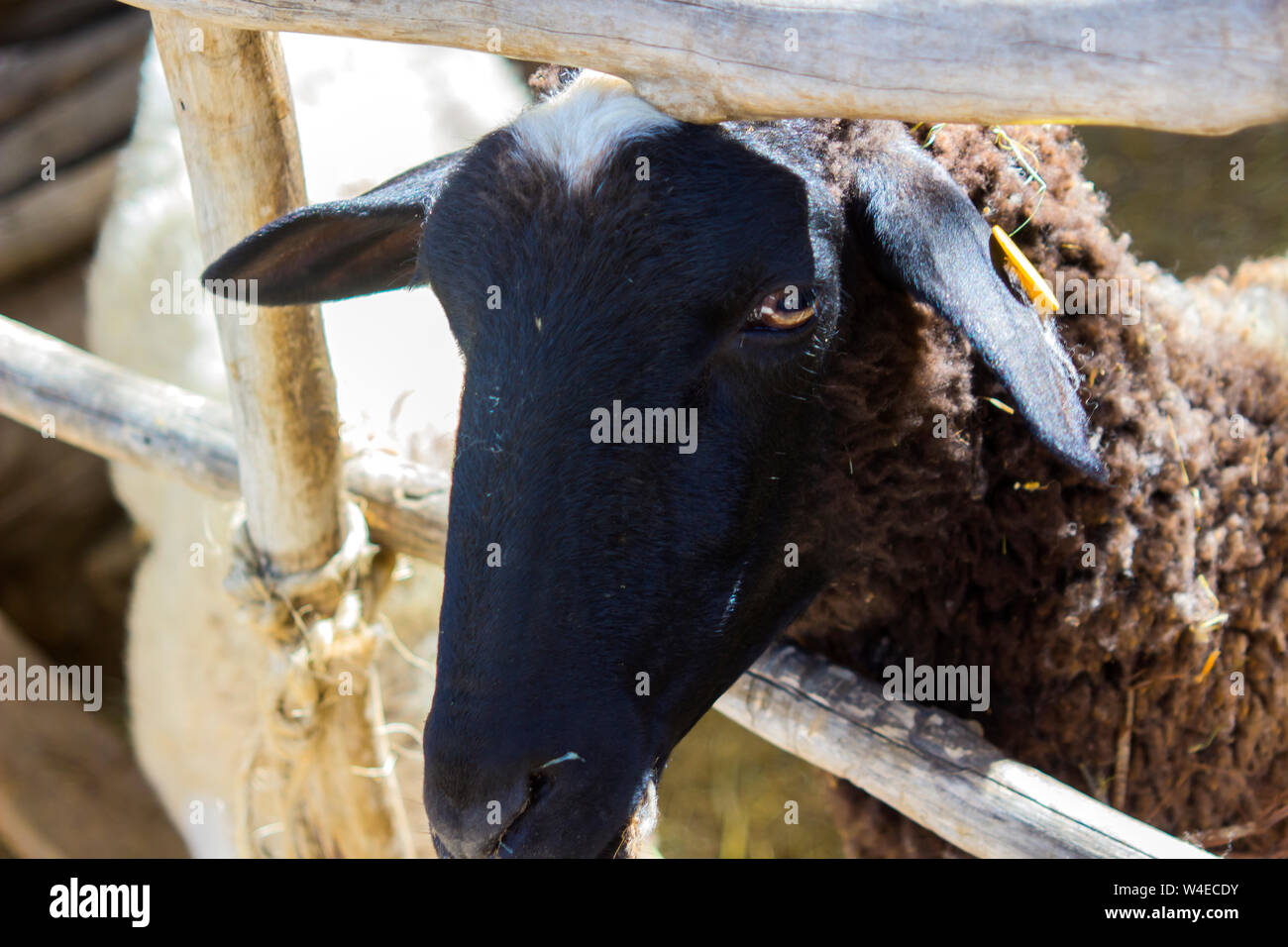 A traditional Black faced sheep penned and on display in the Nazxareth Village Open Air Museum in the North of Israel Stock Photo