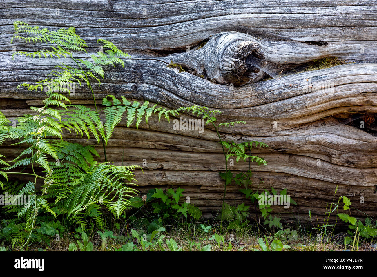 Ferns and tree bark texture - Strathcona Park Lodge in Strathcona Provincial Park, near Campbell River, Vancouver Island, British Columbia, Canada Stock Photo