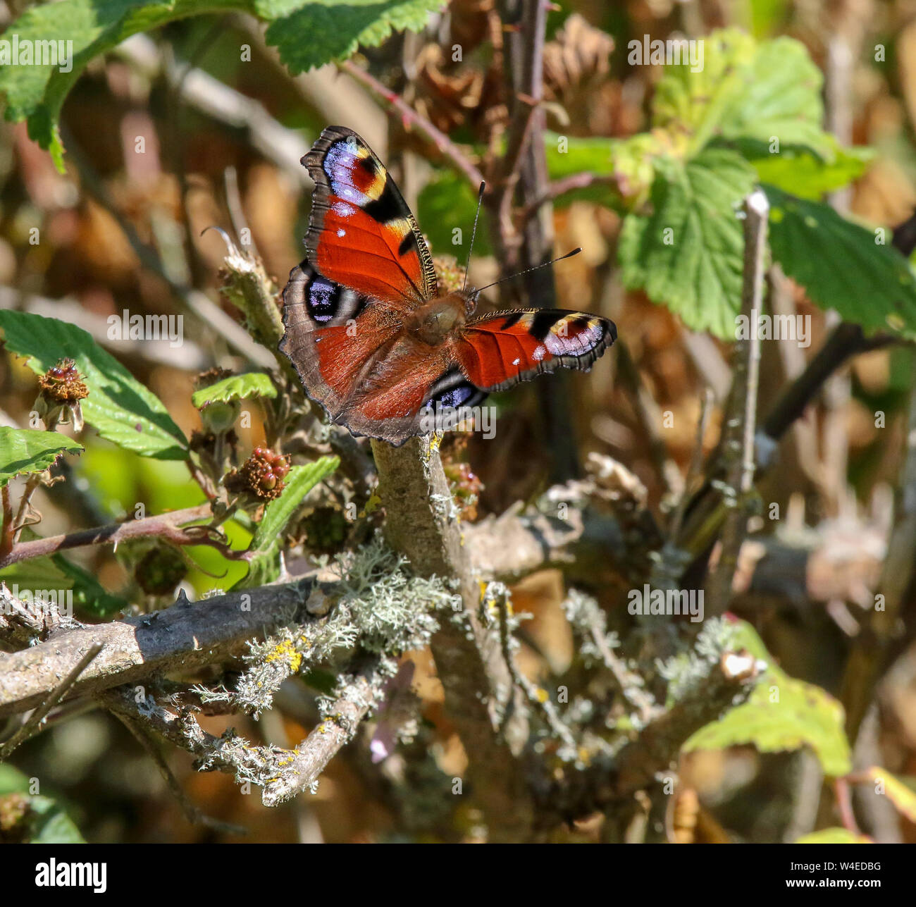 A UK peacock butterfly, aglais io, resting on a branch in summer sunlight at the coast of County Down, Northern Ireland. Stock Photo