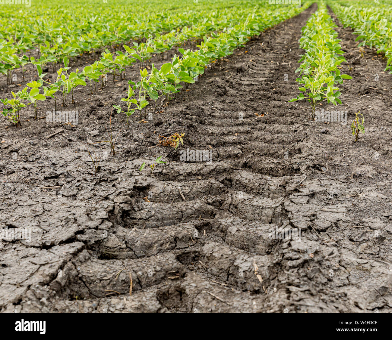 Tractor tire tread tracks, marks between rows of a soybean farm field Stock Photo