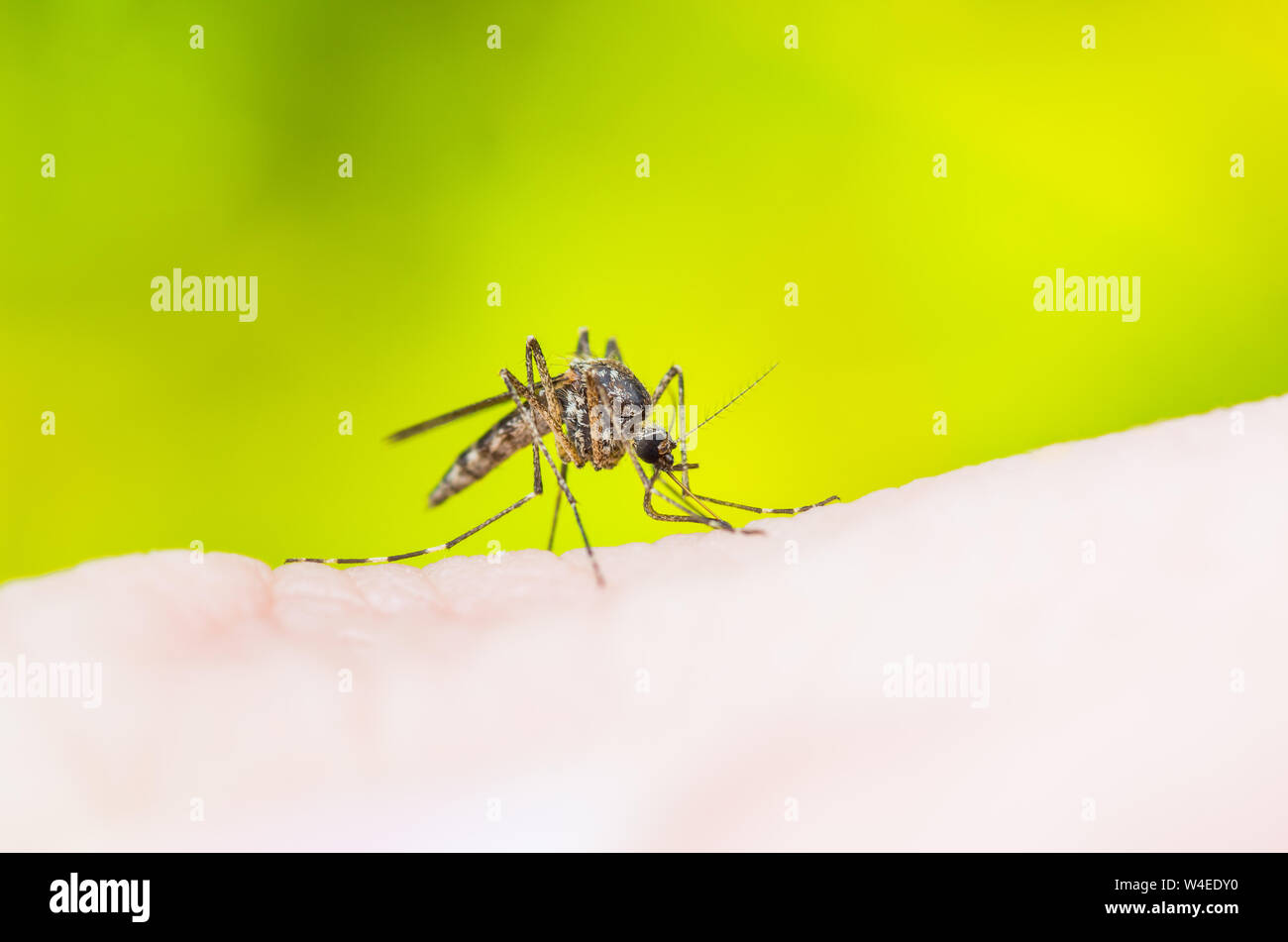 Yellow Fever, Malaria or Zika Virus Infected Mosquito Insect Macro on Yellow Background Stock Photo