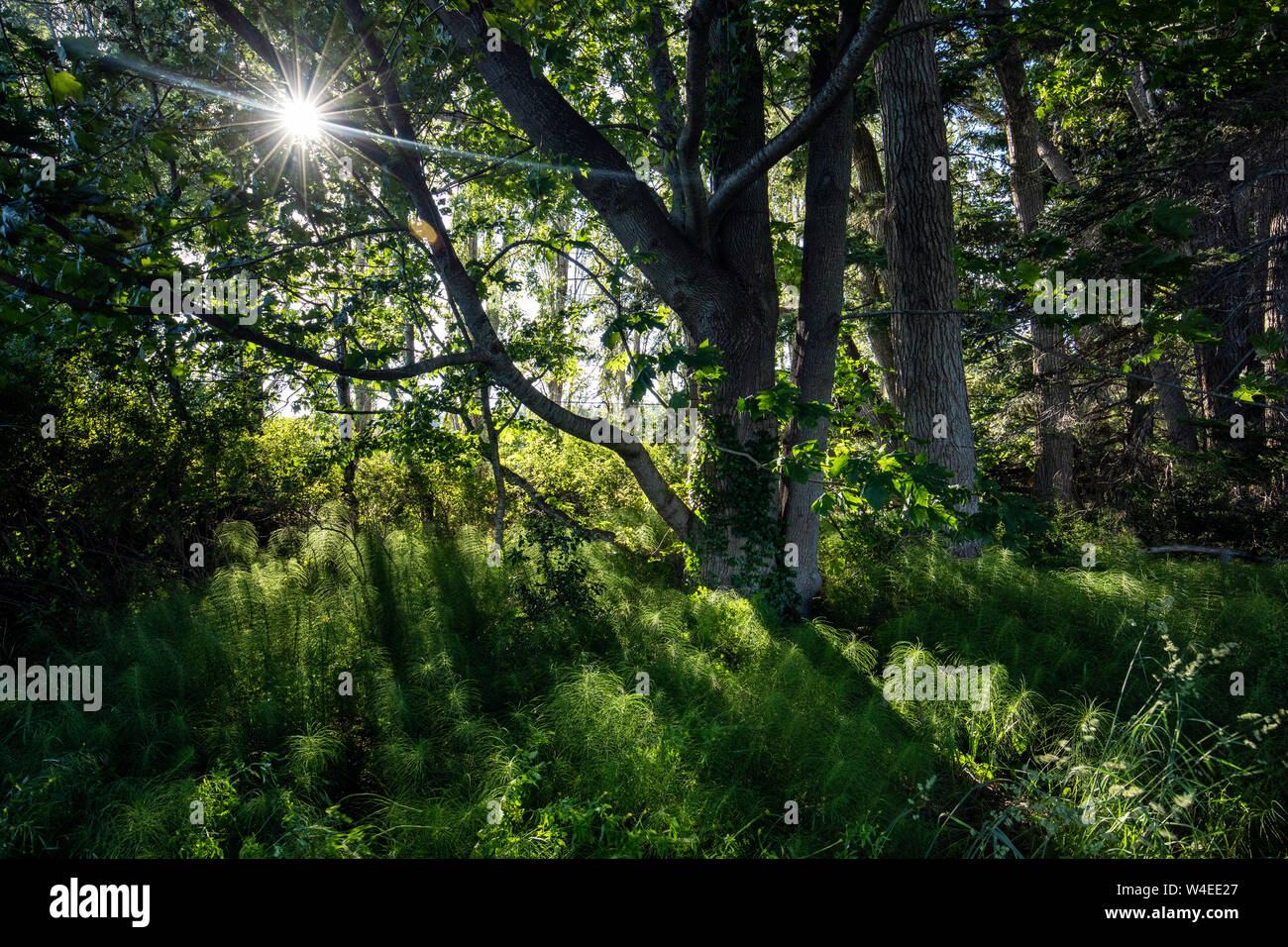 Light shining through trees hi-res stock photography and images - Alamy