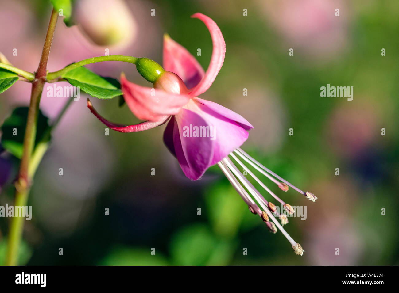 Fuchsia species - Butchart Gardens - Brentwood Bay, near Victoria, Vancouver Island, British Columbia, Canada Stock Photo