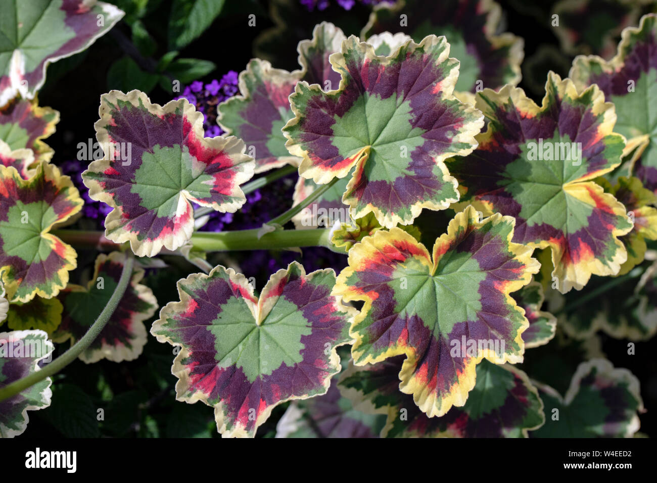 (Pelargonium tricolor) or Three-colored Geranium - Butchart Gardens - Brentwood Bay, near Victoria, Vancouver Island, British Columbia, Canada Stock Photo