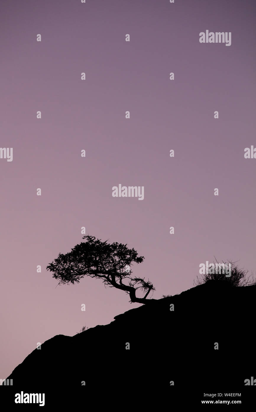 A tree presses against the purple African sky. Stock Photo