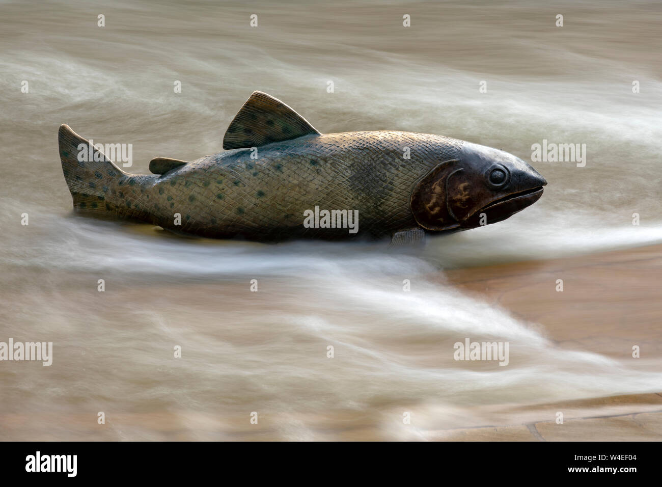 Return of the Cutthroat #2 public art sculpture by Artist: Pat Madison. Snow melt causing high water levels in Clear Creek - Golden, Colorado, USA Stock Photo