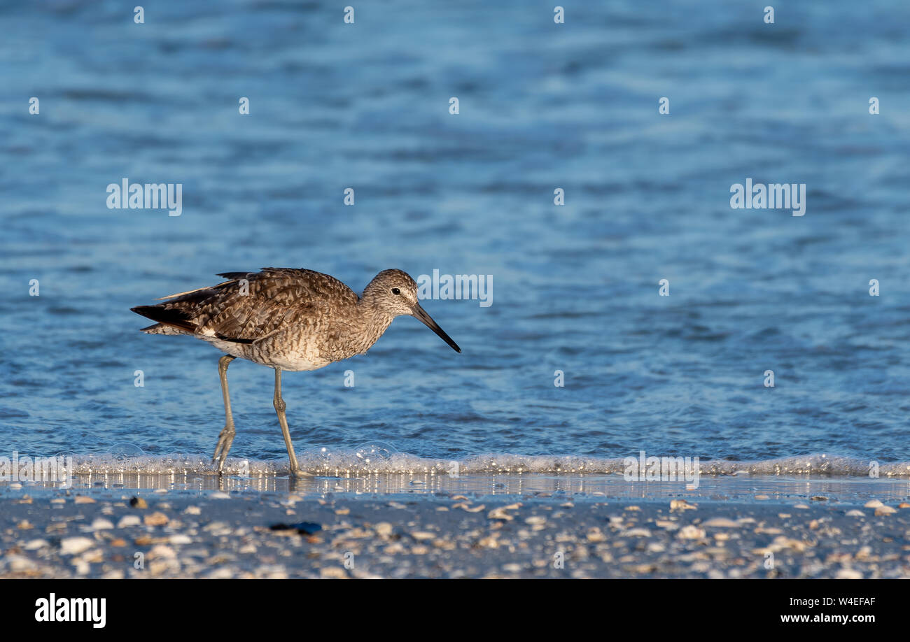 Shore bird (Willet)  walks along beach in Florida Stock Photo