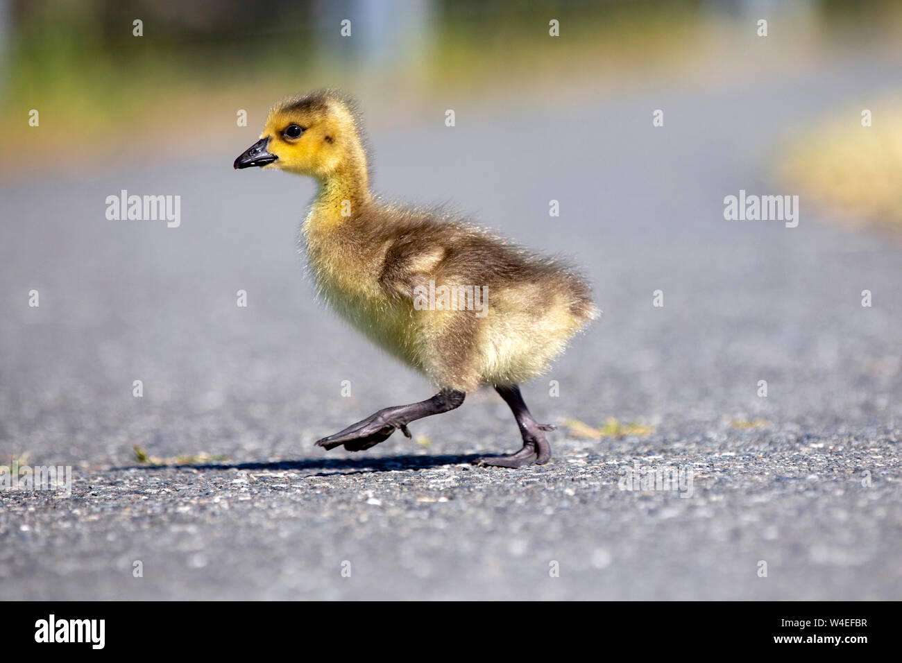 Canada goose gosling (Branta canadensis) - West Bay Walkway - Victoria, Vancouver Island, British Columbia, Canada Stock Photo