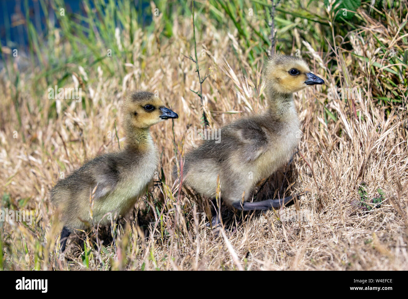 Canada goose goslings (Branta canadensis) - West Bay Walkway - Victoria, Vancouver Island, British Columbia, Canada Stock Photo