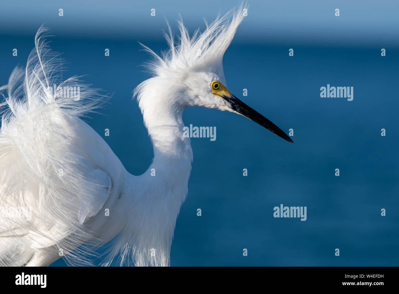 Snowy egret having a bad feather day - spiked feathers Stock Photo