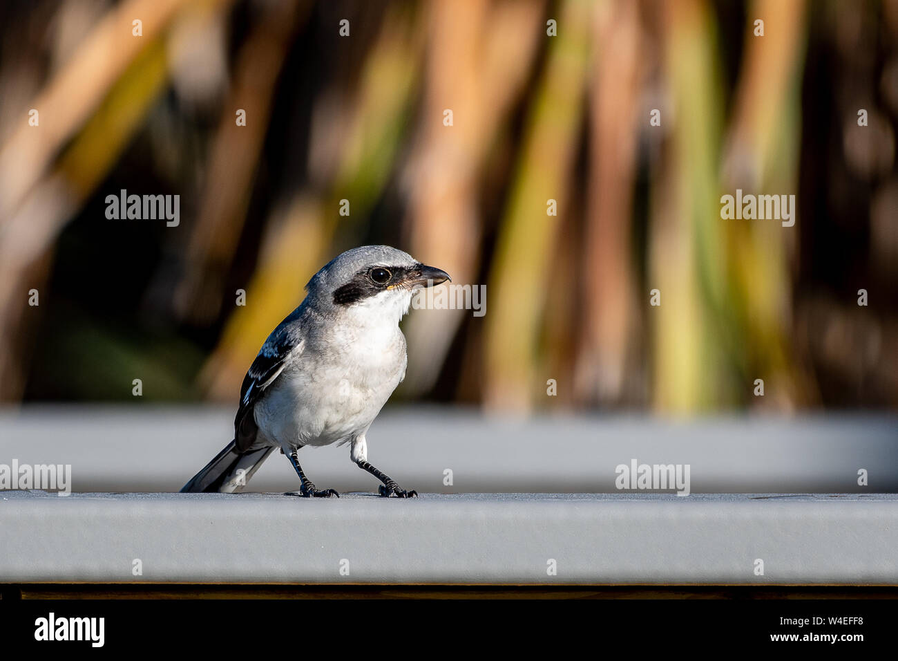 loggerhead shrike sits on a wooden rail in Florida Stock Photo